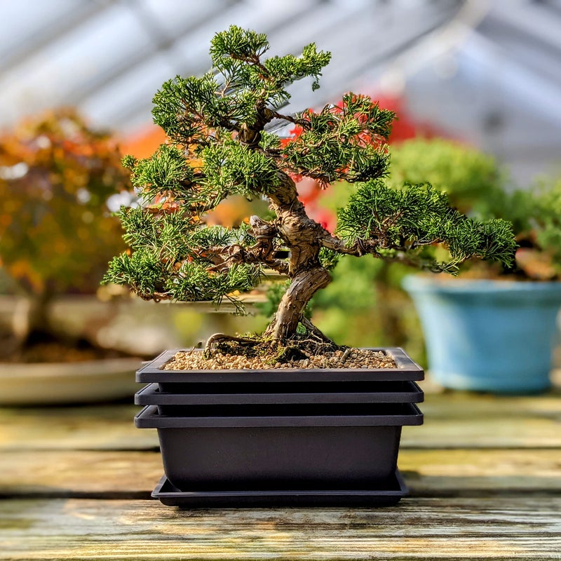 Bonsai Outlet أواني تدريب بونساي مع صواني رطوبة - شبكة مدمجة، بني 8 إنش أواني كبيرة + مصنوعة من بولي ريزين المتين المقاوم للكسر، مجموعة من 3 أواني - Image 3